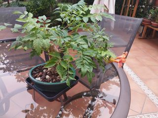 Bonsái 5 años - trompeta de fuego venta en persona