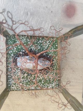Mini Albero Rame Intrecciato