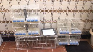 4 Jaulas pájaros + Jaula RSL 1m