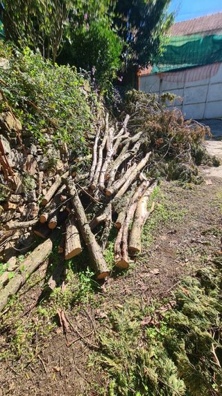 Leña Gratis