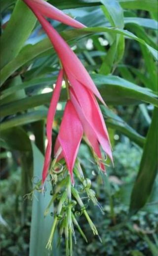 Bromelia Billbergia