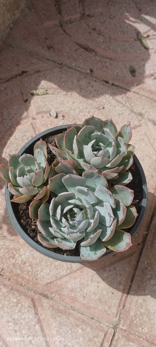 3 Suculentas Echeveria - Rosetas