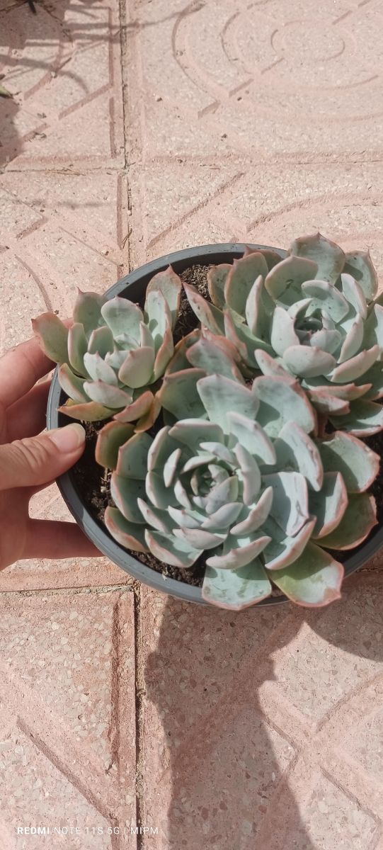 3 Suculentas Echeveria - Rosetas