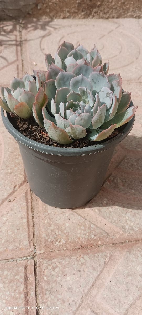 3 Suculentas Echeveria - Rosetas