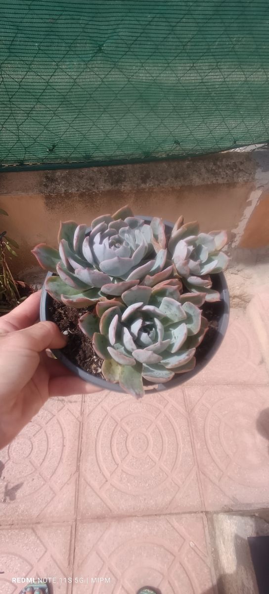3 Suculentas Echeveria - Rosetas