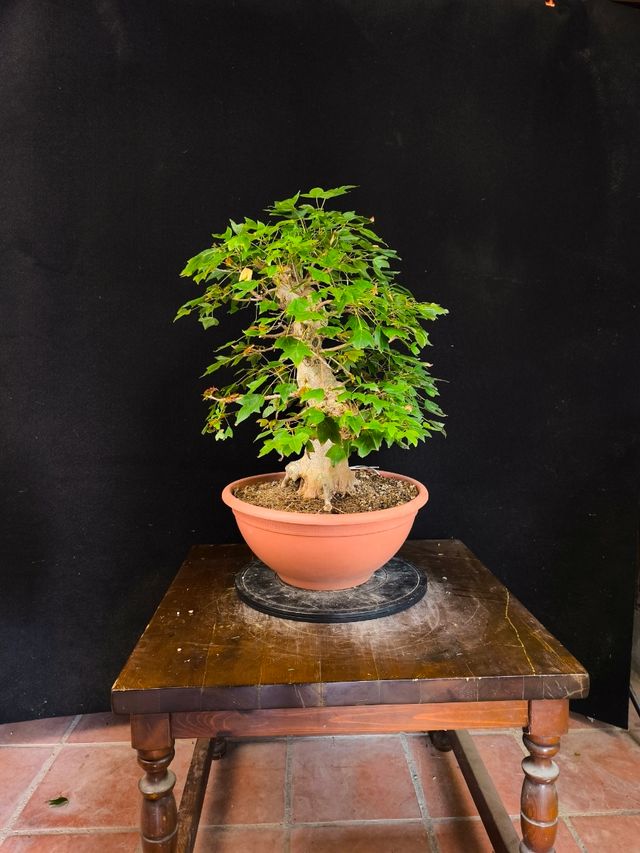 Bonsái Arce Burgerianum