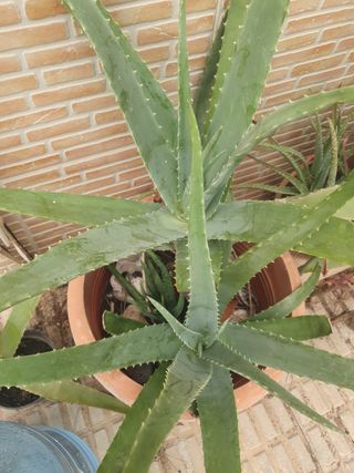 Aloe vera  - Planta suculenta varios tamaños