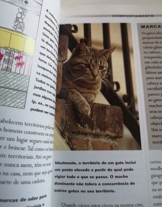 Gatos e Gatinhos (Em Portuguese do Brasil)