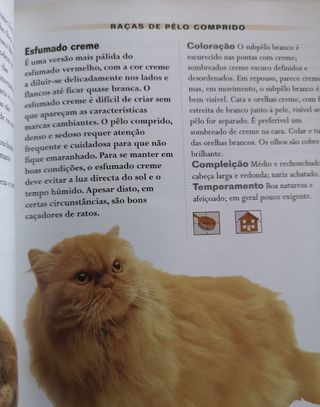 Gatos e Gatinhos (Em Portuguese do Brasil)