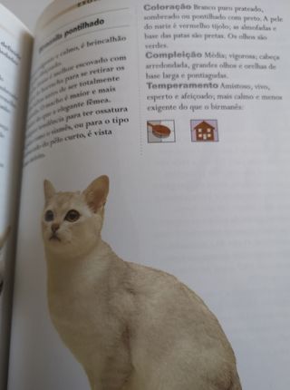 Gatos e Gatinhos (Em Portuguese do Brasil)