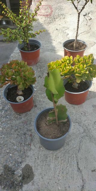 Plantas aromáticas 