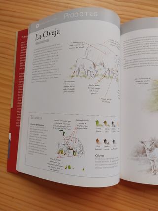 Dibujar Y Pintar Animales