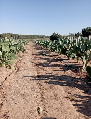 Pencas de chumbera