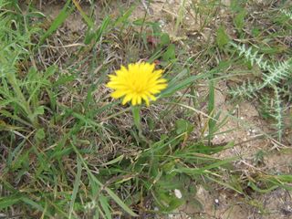 Nikon Coolpix L6 - Cámara digital 6MP