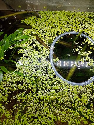 Lemna minor L. - Lenteja de agua