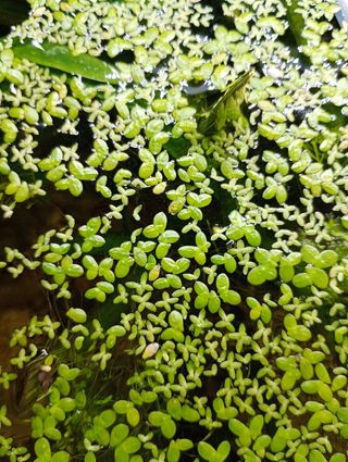 Lemna minor L. - Lenteja de agua