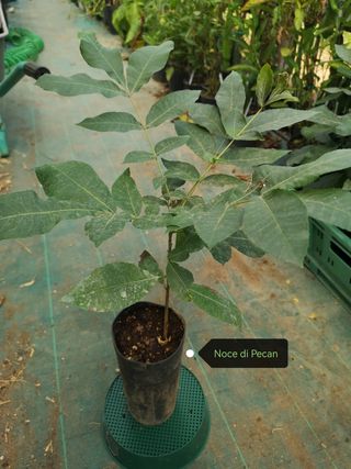 Pianta Noce Pecan