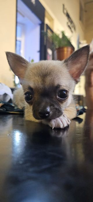 Paseador de perros