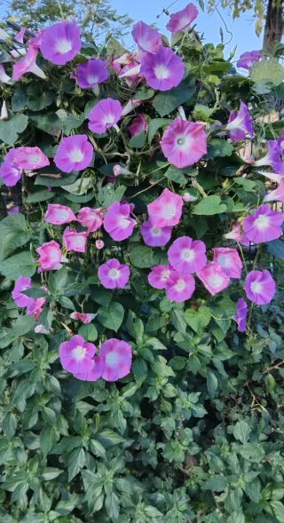 Semi di fiori Ipomea