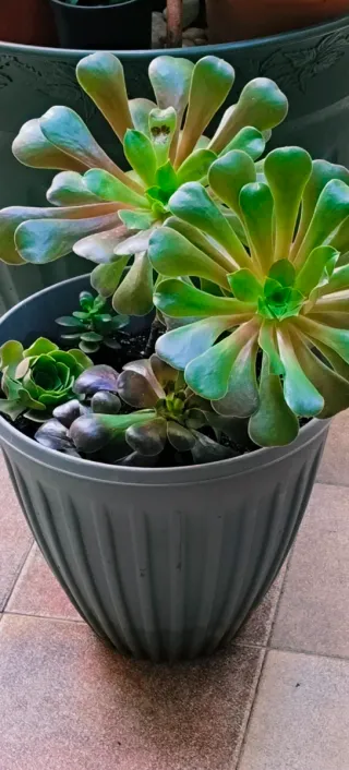 AEONIUM ARBOREUM EN MACETA PARA DECORACIÓN.