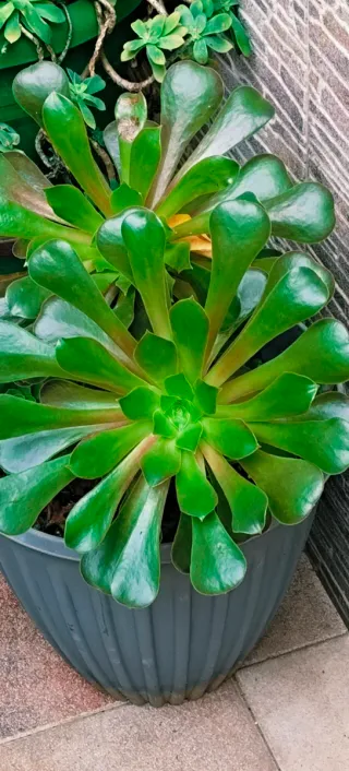 AEONIUM ARBOREUM EN MACETA PARA DECORACIÓN.