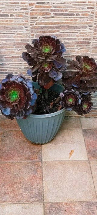 AEONIUM ARBOREUM EN MACETA PARA DECORACIÓN.