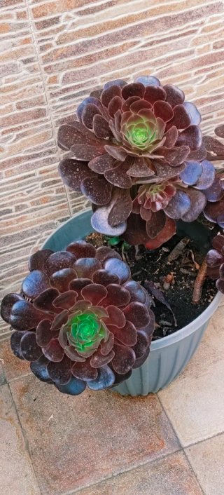 AEONIUM ARBOREUM EN MACETA PARA DECORACIÓN.