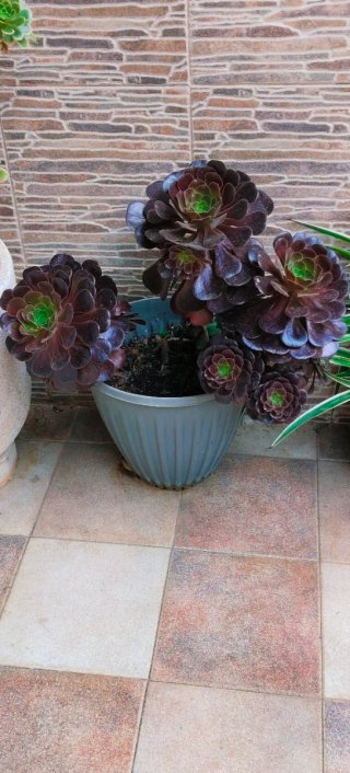 AEONIUM ARBOREUM EN MACETA PARA DECORACIÓN.