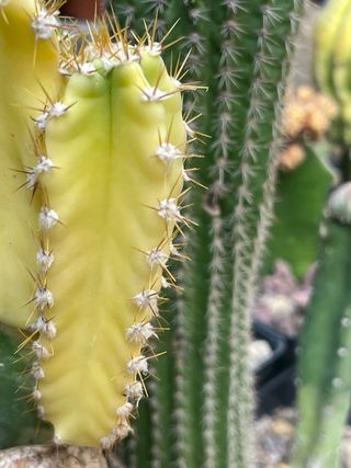 Cactus - Planta Suculenta