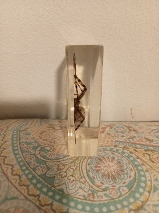 Araña colección National Geographic