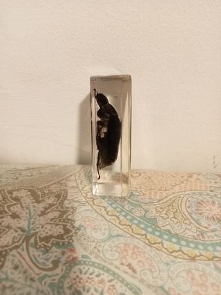 Escarabajo colección National Geographic