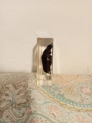 Escarabajo colección National Geographic