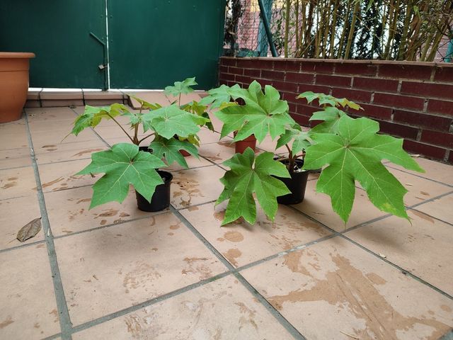 6 plantas Tetrapanax papyrifer