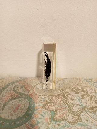 Escarabajo colección National Geographic