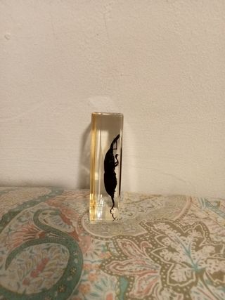 Escarabajo colección National Geographic