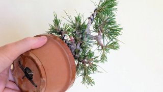 Bonsái Pino Silvestre shohin / mame