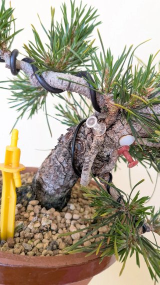 Bonsái Pino Silvestre shohin / mame