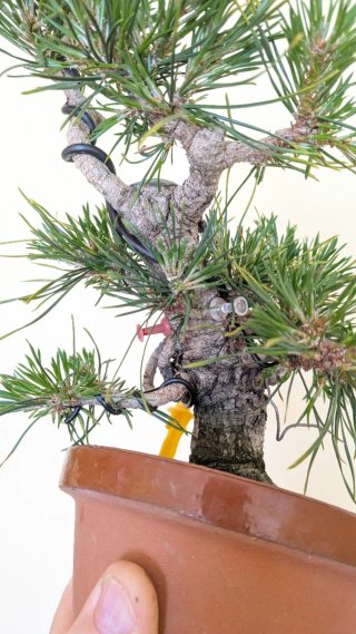 Bonsái Pino Silvestre shohin / mame