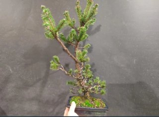Bonsái Pino Silvestre shohin / mame