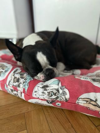 Paseo y cuido de tu perro/gato dog sitter