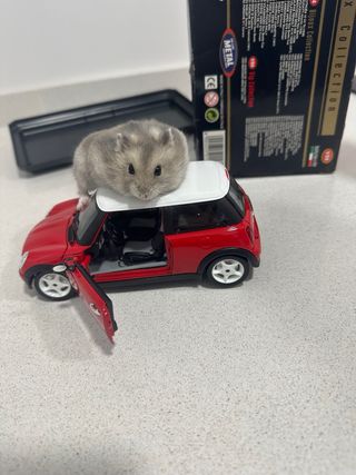 Mini cooper Clasico 1995