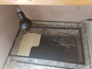 Terrario con lámpara - Decoración y Trasportín.