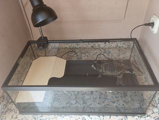 Terrario con lámpara - Decoración y Trasportín.