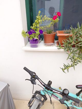 Servicios de limpieza y jardinería PODAS de arbol