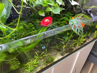 Plantas para Acuario