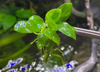 Plantas para Acuario