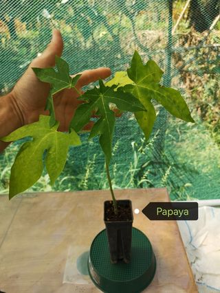 Pianta Papaya - Giovane