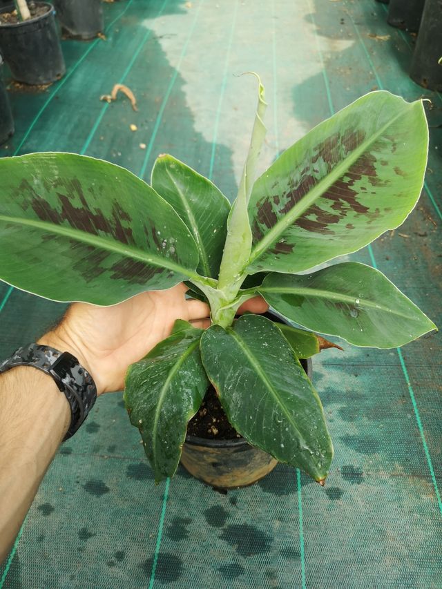 Pianta Banano Dwarf cavendish