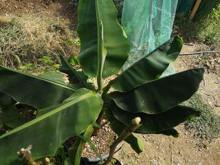 Pianta Banano Dwarf cavendish