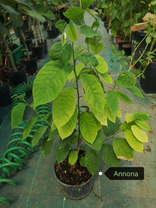 Pianta Annona - pianta giovane